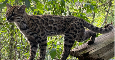 Scoperta in Bolivia una nuova specie di felino