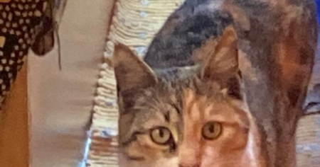 Si cerca Margot