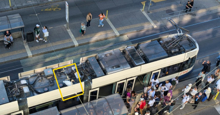 Povero cigno, voleva solo "scroccare un pass" al tram