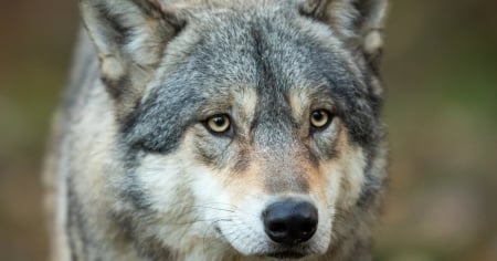 Lupi, il Parlamento apre agli abbattimenti oltre una soglia prestabilita