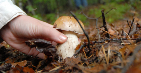 Fungiatt, un po' di prudenza può salvare la vita