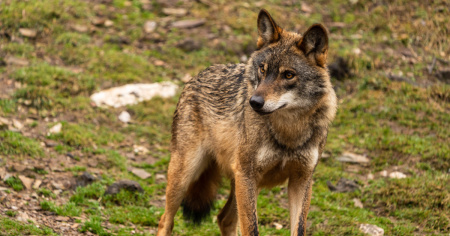 Branchi Peloso e Camoghé, si procederà all'abbattimento di «fino a due terzi dei giovani nati»