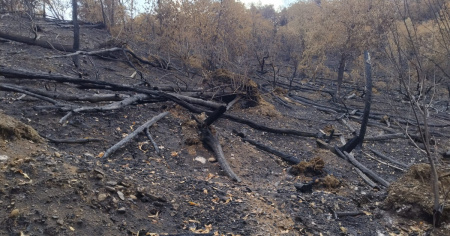 Incendio alle porte di Como: 440mila euro per il Monte Goj