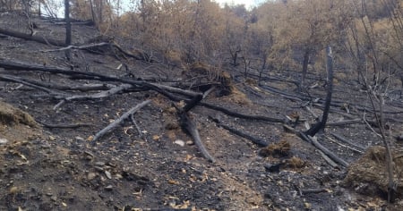 Incendio alle porte di Como: 440mila euro per il Monte Goj