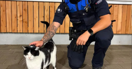 Jonny, più di un gatto: quasi un doganiere