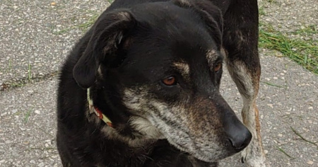 La cagnolina Emma è stata ritrovata