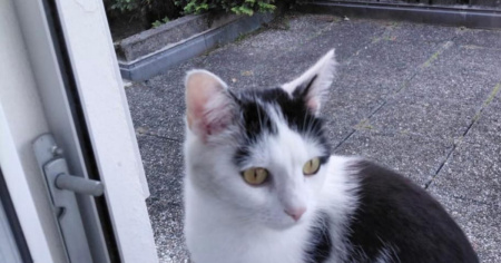 Chi ha visto Momi?