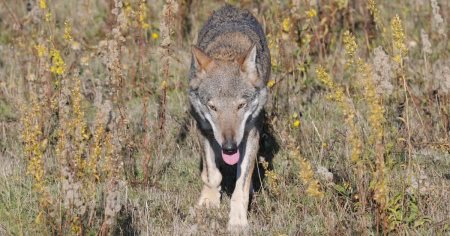 Nuovo branco di lupi in Ticino: chieste garanzie per allevatori e alpeggi
