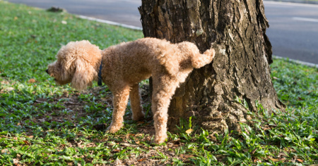 Pipì dei cani, Lugano dice no all'obbligo di risciacquo negli spazi pubblici