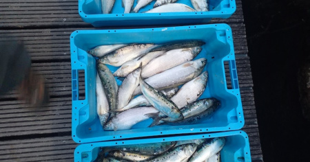 Pesca di frodo sul Lago Maggiore, nei guai un 57enne ticinese