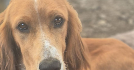 Si cerca Coco, smarrito a San Defendente (Ponte Tibetano)