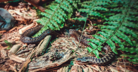 Morso da un serpente velenoso durante un'arrampicata, interviene la Rega