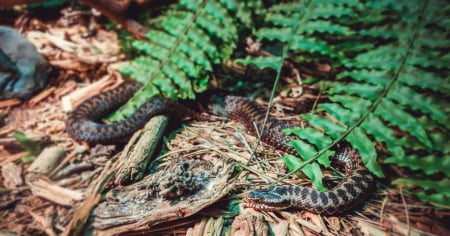 Morso da un serpente velenoso durante un'arrampicata, interviene la Rega