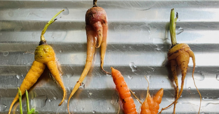 Torna il Salva Cibo Festival, e il banchetto lo preparano due chef