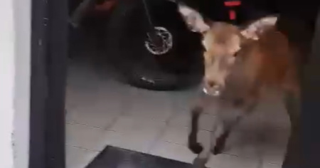 Un cliente «insolito» sorprende un negozio di biciclette. Ecco il video