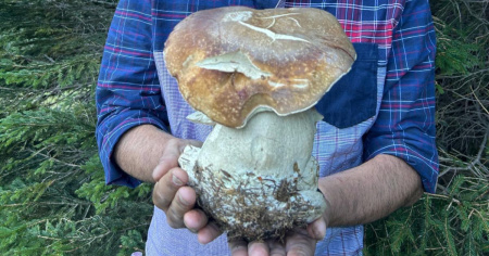 Un megaporcino (quasi) da record, nei boschi della sua infanzia