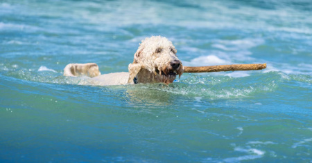 Un tuffo salato in acqua dolce, l’incursione di Gigi è costata 500 franchi