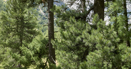 Via libera al progetto di cura dei boschi di protezione a Semione