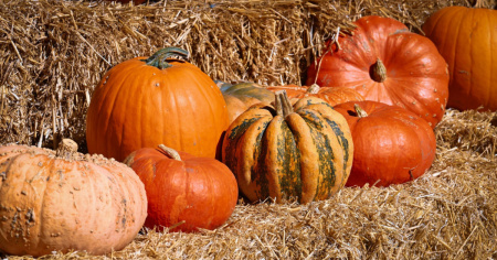 Sabato 26 settembre verrà inaugurato a Savosa il primo Pumpkin Village del Canton Ticino