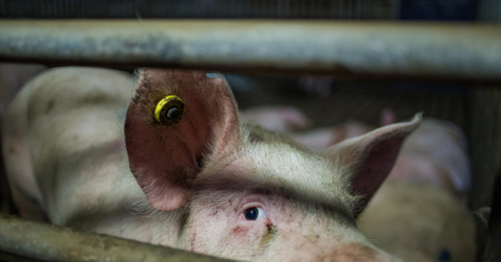 Tre allevamenti suini sgomberati per una malattia polmonare