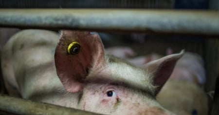 Tre allevamenti suini sgomberati per una malattia polmonare