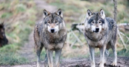 Lupo e alpeggi: il piano cantonale di emergenza va rafforzato