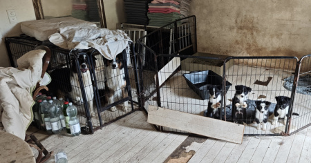 Le sequestrano 13 cavalli e 40 cani. E già le era stato vietato di tenere animali
