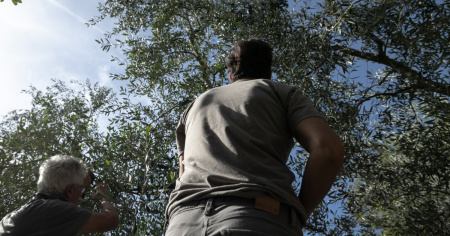 È tutto pronto per la raccolta collettiva delle olive