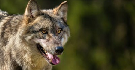 Branco Camoghè, abbattuto un secondo lupo