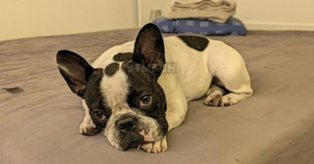 Scomparsa Bulma: si cerca una bulldog francese