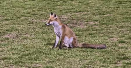 Un'insolita tifosa al campo da calcio, il guardiacaccia la abbatte