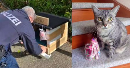 Cleo, la gattina della fermata: ecco cos'è successo alla sua casetta