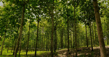 L'investimento nelle piantagioni di teak fallisce: 800 svizzeri tremano