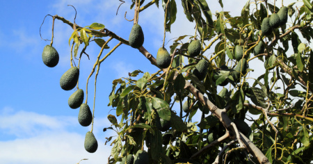 Colpito alla testa da un avocado, muore a soli 12 giorni di vita