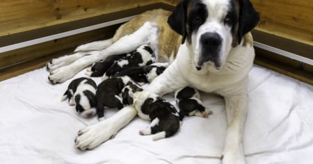Fondazione Barry, sono nati 11 cuccioli di San Bernardo