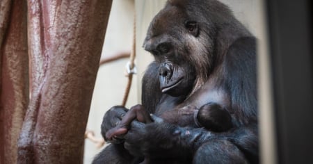 Allo zoo è nato un gorilla