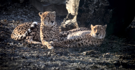 Muore dopo l'attacco di due leopardi: lavorava allo zoo da 40 anni