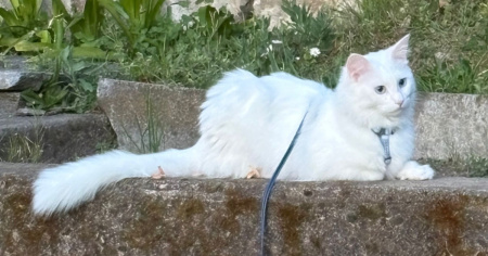 Helmut (gatto sordo) è scomparso: 500 franchi per chi lo ritrova