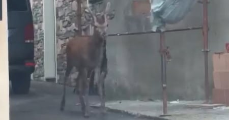 Il cervo amico di tutti sarà salvato: ecco come