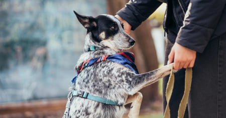 Le portano via 15 cani, lei viene assolta: «Da oltre un anno attendo una risposta»