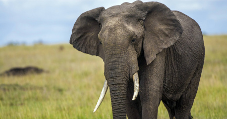 È morto Fred, elefante simbolo della riserva Masai Mara