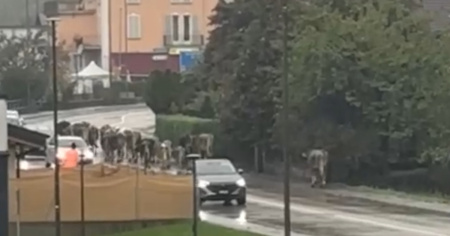 Mucche in fuga sulla cantonale, interviene la polizia