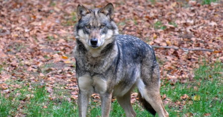Bambina attaccata da un lupo: è grave