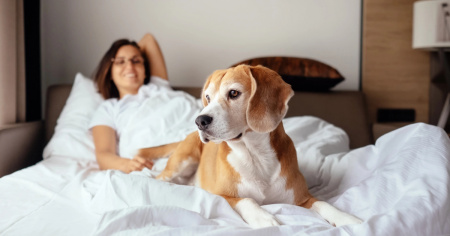 Nasce PetConcierge Partner: un nuovo standard per l’ospitalità pet-friendly