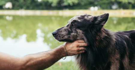 Stanchi e stressati, i cani da protezione mordono di più