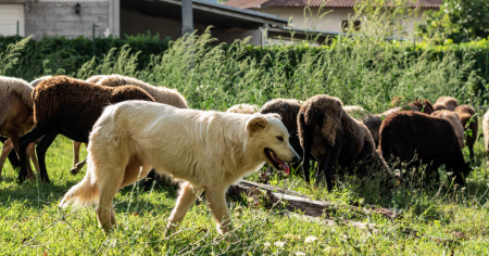 Stanchi e stressati, i cani da protezione mordono di più