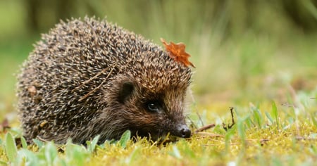 Il riccio, "animale dell'anno", sta vivendo un anno complicato