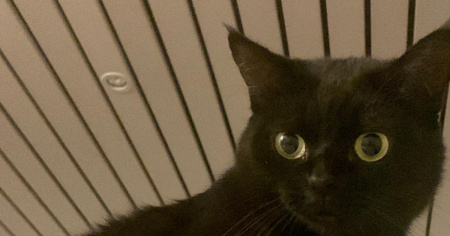 Si cerca questa gattina nera