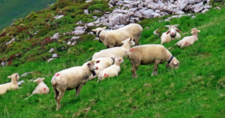 Ottanta pecore precipitano da una parete rocciosa