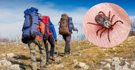 Le zecche si spingono sempre più in alto: trovate oltre i 2300 metri